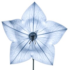 Light-blue flower, detailed veins