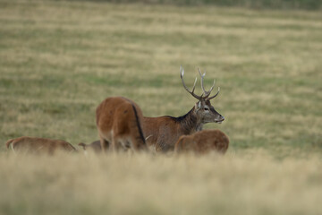 A red deer during the rutting season. Herd of the red deer in natural habitat in autumn. 