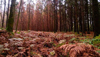 Autumn Forest Scene with Reddish Brown Ferns and Tall Trees