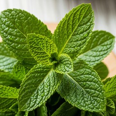 fresh mint leaves