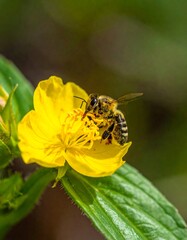 Honeybee on a bright yellow flower