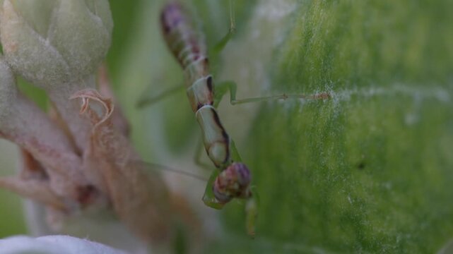 odontomantis planiceps also known as the asian ant mantis is a small praying mantis species that mimics black ants in its early stages for survival