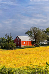 Photo of a Red Barn in a Field of Yellow Flowers in the Fall - Portrait Orientation