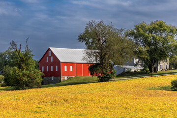 Photo of a Red Barn in a Field of Yellow Flowers in the Fall