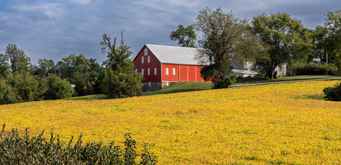 Photo of a Panorama of a Red Barn in a Field of Yellow Flowers in the Fall