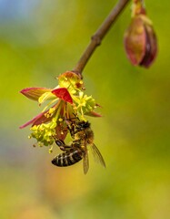 Honeybee on a maple blossom