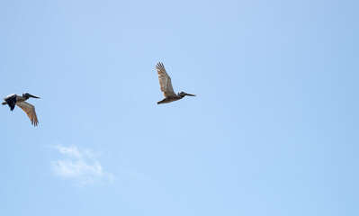 pelicans in flight