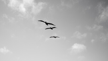 birds in the sky