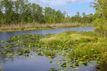Sun N Lake Nature Preserve in Florida