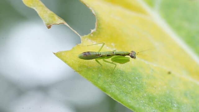 odontomantis planiceps also known as the asian ant mantis is a small praying mantis species that mimics black ants in its early stages for survival