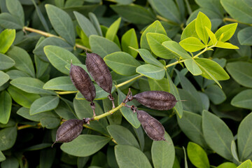 Baptisia false indigo flower with black seed pods. Wildflower garden, gardening, and pollinator habitat concept.