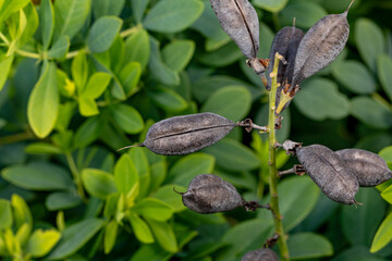 Baptisia false indigo flower with black seed pods. Wildflower garden, gardening, and pollinator habitat concept.