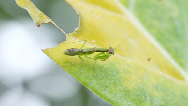odontomantis planiceps also known as the asian ant mantis is a small praying mantis species that mimics black ants in its early stages for survival