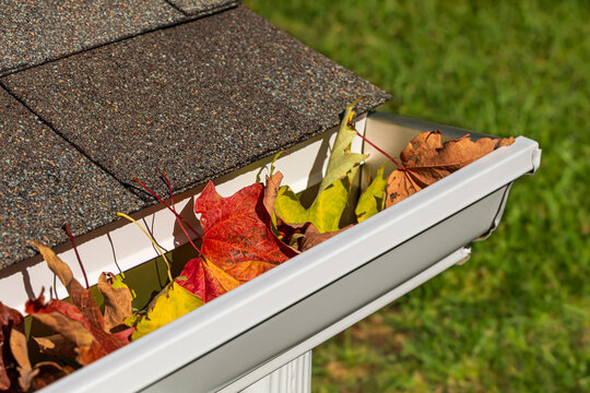 Closeup of house rain gutter clogged with colorful leaves falling from trees in fall. Home maintenance, yardwork and roof damage concept