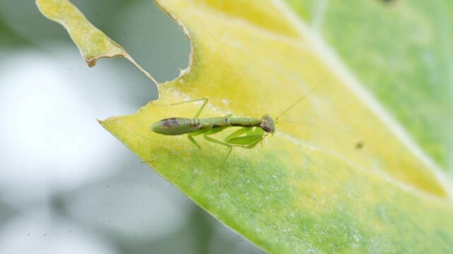 odontomantis planiceps also known as the asian ant mantis is a small praying mantis species that mimics black ants in its early stages for survival