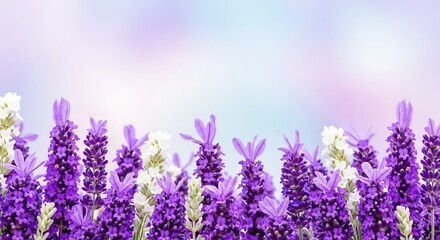 Naklejka premium Elegant lavender blooms with soft pastel backdrop for ethereal serenity