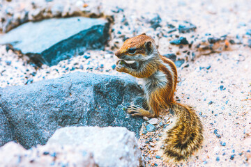Captivating Indian Palm Squirrel resting on a rock, showcasing its stripes and natural habitat. Perfect for wildlife, nature or travel themes. Small rodent is captured in a moment of stillness