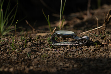 An abandoned wristwatch lying on the soil under a dramatic spotlight, symbolizing lost time, the...