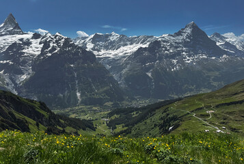 Fototapeta premium Scenic View of Swiss Alps Valley with Wildflowers and Snow-Capped Peaks