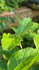 Grasshopper on Green Leaf in Natural Habitat