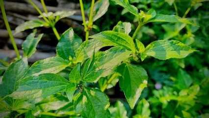 Grasshopper on Green Leaf in Natural Habitat