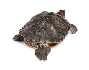 Beautiful turtle (Red-eared slider) on white background