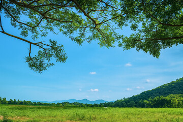 Obraz premium Green Meadow with Trees and Blue Sky