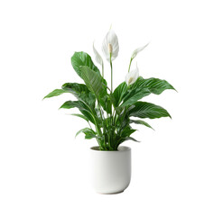 White peace lily in a white pot (1)