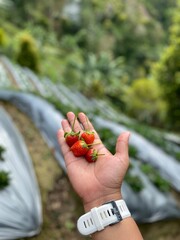 Closeup view of fresh ripe red juicy strawberry in hand with natural background.
