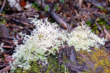 Tree bark and white fungi on the forest floor, Cradle Mountain - Lake St Clair National Park, Tasmania, Australia