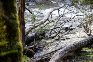 New growth sprouting from protection of tree fallen into water, Cradle Mountain - Lake St Clair National Park, Tasmania, Australia