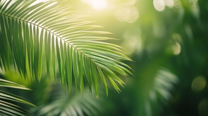 Obraz premium Lush green palm leaves bathed in sunlight