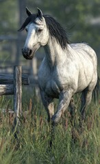 Obraz premium A dappled gray horse gracefully ambles through a lush meadow beside a rustic wooden fence, bathed in the soft morning light.
