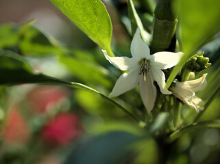 Obraz premium 9月に咲いた小さくて可憐な白いトウガラシの花