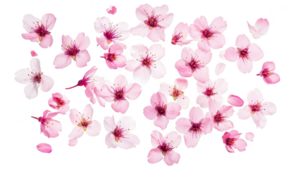 A beautiful arrangement of delicate pink cherry blossom petals scattered artistically on a clean white background. evoking feelings of spring and renewal. perfect for seasonal themes or floral designs