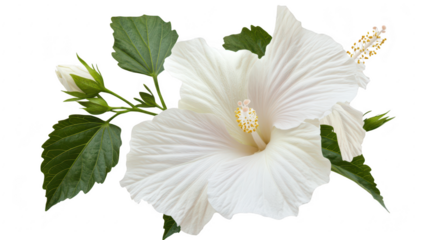 A pristine white hibiscus flower in full bloom. surrounded by lush green leaves and a budding flower. set against a clean white background. ideal for nature-themed designs and floral arrangements