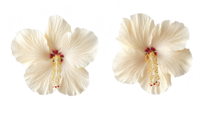 Two delicate white hibiscus flowers with soft petals and red accents. set against a clean white background. ideal for nature-themed designs or floral arrangements