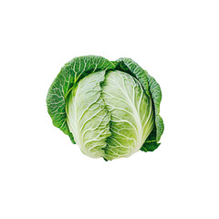 Fototapeta premium Fresh green cabbage with leaves displayed on a clean white background. its natural texture and color. ideal for culinary or health-related stock imagery