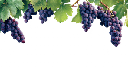 A cluster of ripe purple grapes hangs from lush green leaves against a clean white background. perfect for use in food-related content or health articles