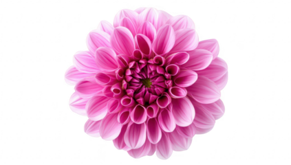 A beautiful pink dahlia flower blooming in full detail against a clean white background. its intricate petal arrangement and colors. ideal for nature-themed designs or floral arrangements