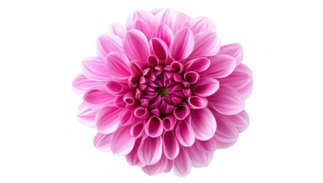 A beautiful pink dahlia flower blooming in full detail against a clean white background. its intricate petal arrangement and colors. ideal for nature-themed designs or floral arrangements