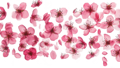 A arrangement of pink cherry blossom petals scattered elegantly across a white background. creating a serene and tranquil atmosphere perfect for spring themes and floral designs