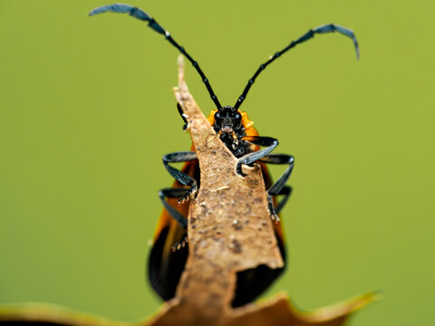Net-winged beetle macro