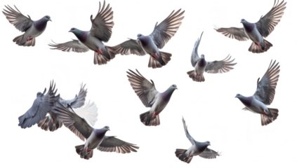 A dynamic sequence multiple pigeons in mid-flight against a white background. capturing their graceful movements and natural beauty. ideal for wildlife and nature-related projects
