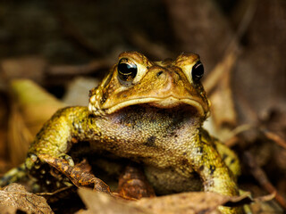 American toad macro