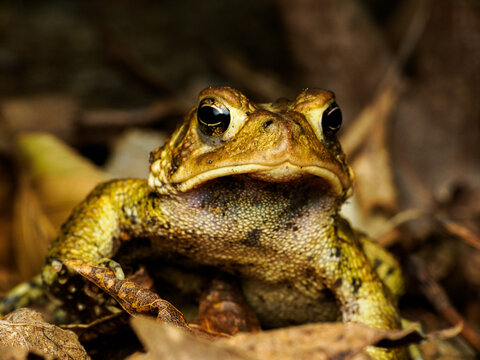 American toad macro