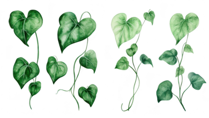 A collection of lush green heart-shaped leaves in various arrangements. their colors and intricate details. perfect for nature-themed designs and botanical illustrations