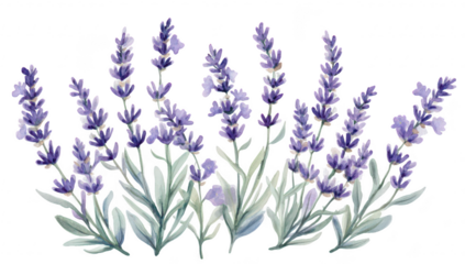 A serene arrangement of blooming lavender flowers in various shades of purple. set against a clean white background. ideal for use in wellness. nature-themed projects. or home decor