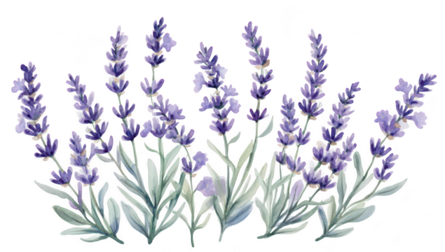 A serene arrangement of blooming lavender flowers in various shades of purple. set against a clean white background. ideal for use in wellness. nature-themed projects. or home decor