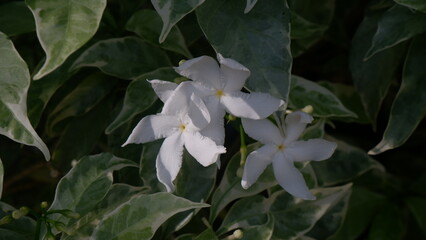 Close up of white flower, Pinwheel Jasmine, with its variegated leaves